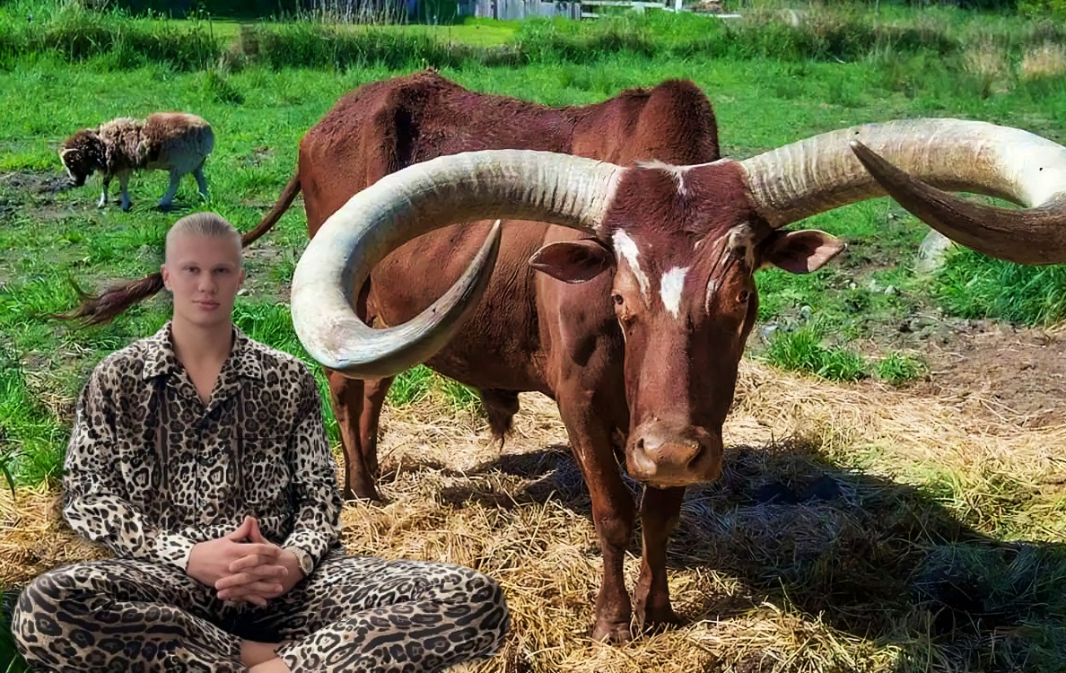 lamtac erling haaland clad in pajamas tenderly tending to his cows inside the tranquil embrace of his farm 65cb68312521a